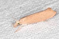 Ypsolopha alpella