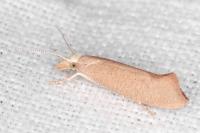 Ypsolopha alpella
