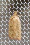 Agonopterix scopariella