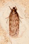 Depressaria albipunctella