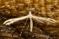 Emmelina monodactyla