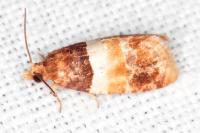 Epinotia festivana