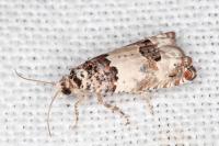 Epinotia thapsiana