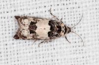 Epinotia thapsiana