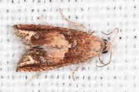 Eucosma conterminana
