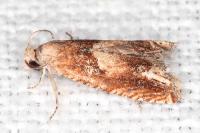 Eucosma conterminana