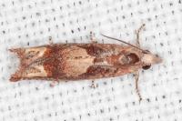 Eucosma conterminana