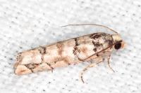 Pseudococcyx tessulatana