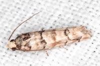 Pseudococcyx tessulatana
