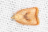 Acleris forsskaleana