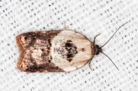 Acleris variegana