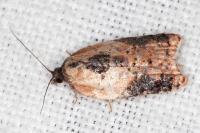 Acleris variegana