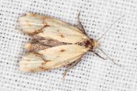 Agapeta hamana