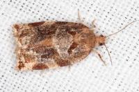 Archips xylosteana
