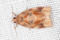 Archips xylosteana