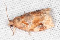 Archips xylosteana