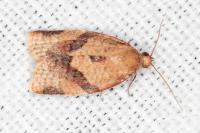 Clepsis consimilana