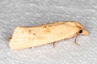 Cochylimorpha meridiana