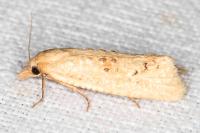 Cochylimorpha meridiana