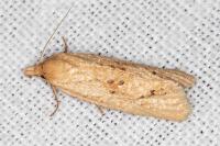 Cochylimorpha meridiana