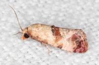 Neocochylis millierana