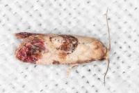 Neocochylis millierana