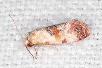 Neocochylis millierana