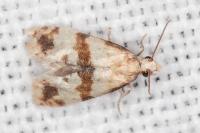 Phalonidia contractana