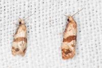 Phalonidia contractana