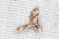 Phalonidia contractana