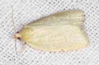 Tortrix viridana