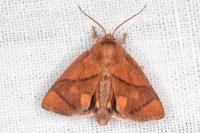 Apoda limacodes