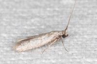 Dysspastus fallax