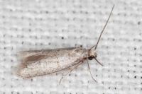 Dysspastus fallax