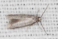 Dysspastus fallax