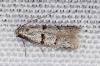 Symmocoides oxybiella