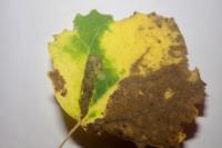 Ectoedemia argyropeza