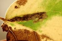 Ectoedemia argyropeza