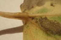 Ectoedemia argyropeza