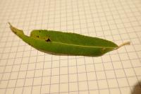 Stigmella obliquella