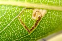 Stigmella obliquella
