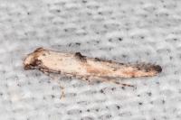 Epermenia aequidentella
