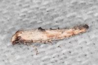 Epermenia aequidentella