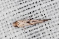 Epermenia aequidentella
