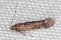 Oxypteryx