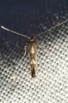 Calybites phasianipennella