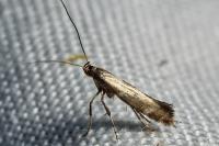 Calybites phasianipennella