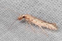 Pyncostola bohemiella