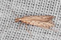 Pyncostola bohemiella