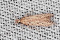 Pyncostola bohemiella